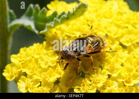 Detailed Photograph of a Lagoon Fly Resting on a Yarrow Flower Stock Photo