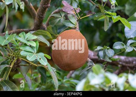 A single, ripe mamey sapote fruit hangs from a lush green branch in its natural tropical habitat. The large, oval-shaped fruit has a distinctive reddi Stock Photo