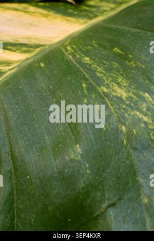 Abstract nature background featuring lush tropical foliage texture with ample copy space for eco friendly branding, wellness concepts and sustainable Stock Photo