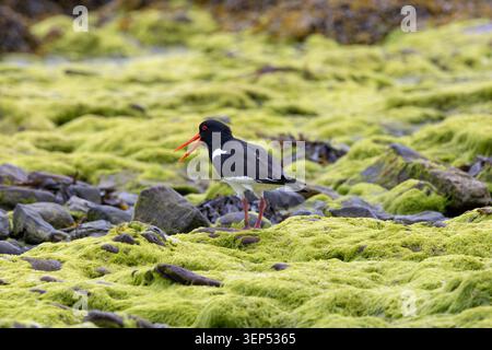 A Eurasian oystercatcher (Haematopus ostralegus) with a coloured leg ring standing on vivid green algae-covered rocks with its bill open, photographed Stock Photo