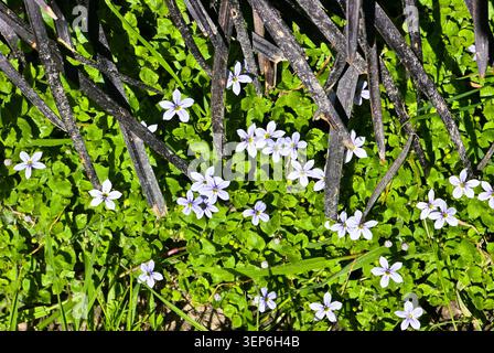 Tiny Wildflowers Blooming Beneath Dark Foliage in Spring Garden Ground Cover Stock Photo