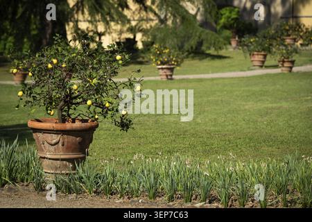 Lemon trees in old terracotta pots, garden of the Medici Villa Poggio a Caiano, built from 1485 by Lorenzo il Magnifico and Giuliano de Sangallo, Pogg Stock Photo