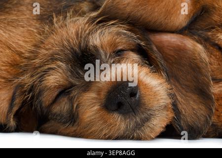 Wirehaired dachshund puppy face extreme close-up with eyes closed and floppy ear on white background, studio shot Stock Photo