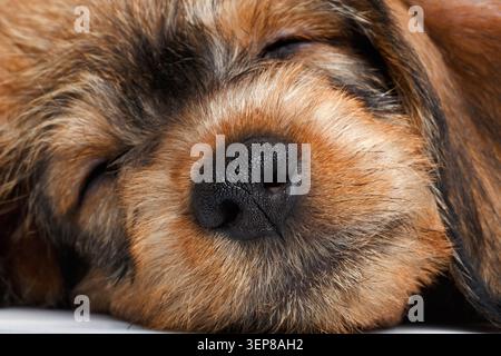 Wirehaired dachshund puppy face extreme close-up with eyes closed on white background, studio shot Stock Photo