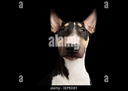 Portrait of Gorgeous Bull Terrier Dog Looking in camera on isolated Black background, front view Stock Photo