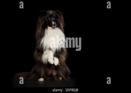 Shetland Sheepdog sitting frontal with raised front paw on black background, studio portrait Stock Photo