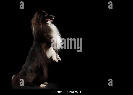 Shetland Sheepdog standing on hind legs with raised front paw on black background, studio portrait Stock Photo