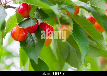 Ripe Cherries Hanging on Branch in Yamagata Prefecture, Famous Japanese Fruit Harvest with Fresh Summer Colors Stock Photo