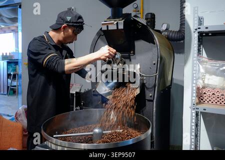 A skilled coffee roaster carefully transfers freshly roasted coffee beans from a machine into a cooling tray, showcasing the craft of roasting. Vietna Stock Photo