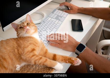 An orange and white tabby cat relaxes on a desk next to a person who is working at a computer using a keyboard and mouse. A phone and watch are also v Stock Photo