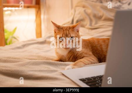 Fluffy red cat lounges comfortably on a soft bed, focused on a laptop nearby. This cozy setting is perfect for a relaxed online work session in a brig Stock Photo