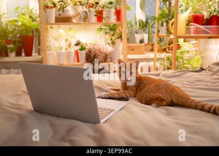 Fluffy red cat lounges comfortably on a soft bed, focused on a laptop nearby. This cozy setting is perfect for a relaxed online work session in a brig Stock Photo