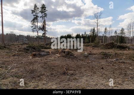 A wide shot of a logged woodland area covered in dry branches and freshly cut tree stumps with a distant forest line. Stock Photo