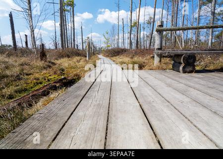 Vertical detailed close up of a textured pine tree trunk with deep ridges, representing natural endurance, ecosystem health, and organic raw materials Stock Photo