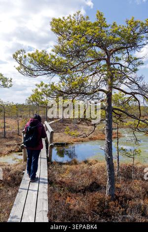 Rear view of a female tourist with a backpack walking across a wooden footbridge pathway next to a pine tree and water pond in a bog. Stock Photo