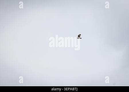 Solitary bird of prey soars across a pale cloudy sky with wings spread wide and open space surrounding the silhouette emphasizing freedom grace and th Stock Photo