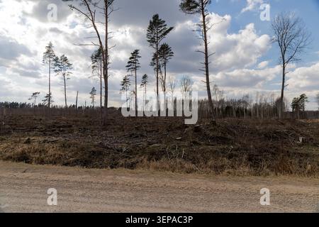 Wide view of a clear-cut logging area with several tall pine trees left standing against a cloudy sky next to a rural gravel road. Stock Photo
