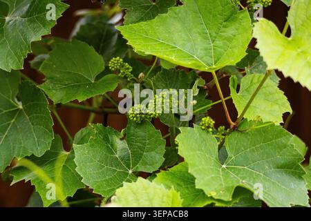 Young grapevine with broad textured leaves shelters tiny green grape clusters forming in early season growth showing the promise of a future harvest i Stock Photo