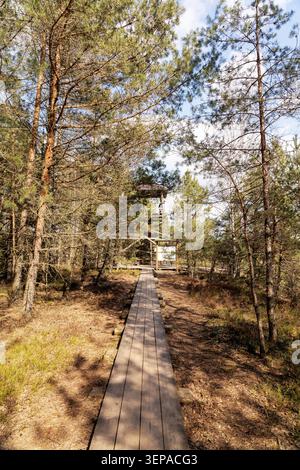 A straight wooden boardwalk path guides the view toward a tall wooden observation tower hidden among pine trees in a natural park area. Stock Photo