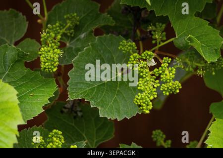 Developing grape clusters sit among veined grapevine leaves under soft light as early summer growth brings texture shape and the anticipation of ripen Stock Photo