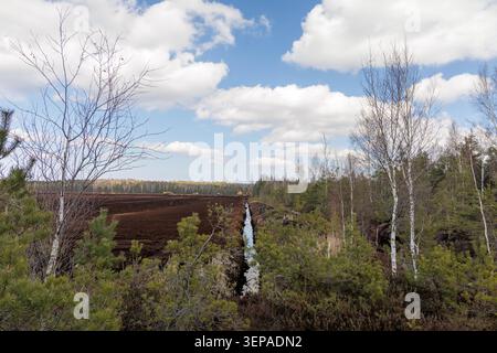 A detailed top down view of vibrant green sphagnum moss and small water puddles forming a natural texture pattern in a swamp. Stock Photo