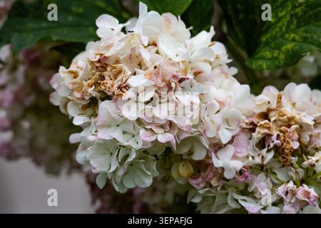 Aging viburnum snowball cluster shows delicate petals fading to soft pink and tan. Close view reveals texture and seasonal transition in a cottage gar Stock Photo