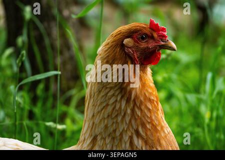 Side profile of a golden hen in tall grass. Fine feather pattern and bright red comb stand out against soft green bokeh. Peaceful rural portrait of do Stock Photo