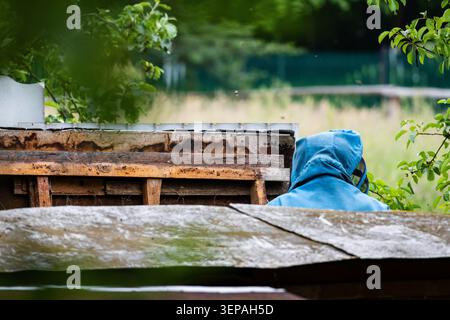 A beekeeper in a blue suit tends hives behind a rustic fence in a lush garden scene hidden by leaves and branches. Moody weather adds focus to quiet a Stock Photo