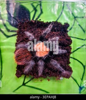 A Mexican Red Knee Tarantula rests on dark soil in a clear plastic transport container. The spider has a bright orange carapace and hairy legs. It is Stock Photo