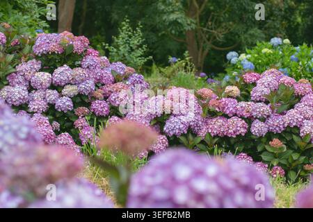 Colorful Hydrangea macrophylla flowers in shades of pink, purple and blue surrounded by soft garden blur. Also known as hortensia or bigleaf hydrangea Stock Photo