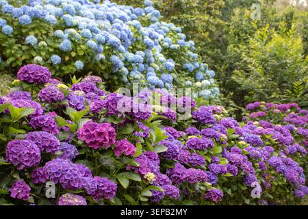 Row of richly flowering purple Hydrangea macrophylla shrubs with a large pale blue hydrangea bush in the background. Colorful hortensia display in a d Stock Photo