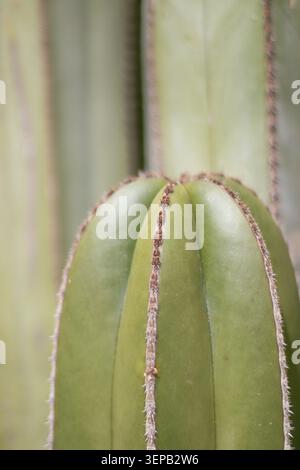 Vertical close-up of a ribbed cylindrical cactus crown against a softly blurred cactus background. Minimalist natural composition emphasizing form, te Stock Photo