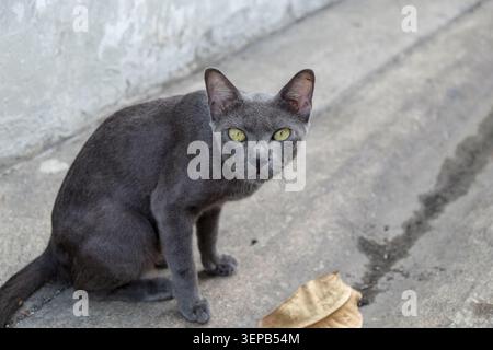 A close-up portrait of a stray black cat with vibrant amber eyes sitting on an urban street, looking directly into the camera. Stock Photo