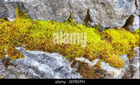 Close-Up of Rock Stone Covered with Fresh Green Moss in Swiss Nature Stock Photo