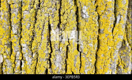Close-Up of Deeply Grooved Tree Bark Covered with Yellow Lichen in Swiss Nature Stock Photo