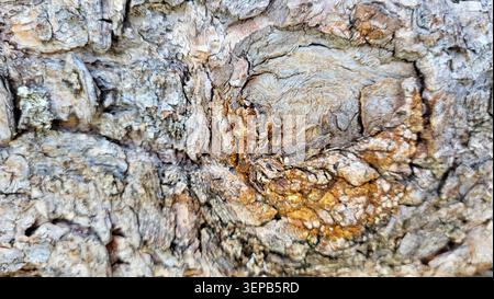Close-Up of Tree Bark with Branch Knot and Detailed Wood Structure in Swiss Nature Stock Photo