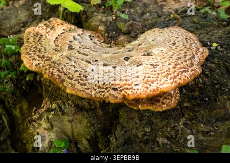 Dryad's Saddle Mushroom Cerioporus Squamosus Growing on Tree Stump in Spring Forest grow. Stock Photo