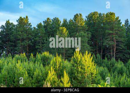 Lush Evergreen Forests Under a Clear Sky, Showcasing the Diversity and Richness of Nature with Tall Trees and Vibrant Green Foliage Stock Photo