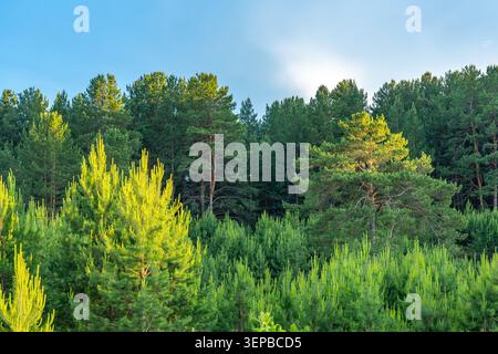 A Lush Green Forest Scene with Dense Coniferous Trees Reaching Towards a Bright Sky in a Serene Natural Landscape Environment Stock Photo