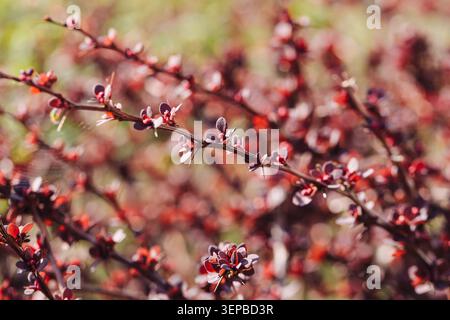 Red flower buds growing on thin branches in spring closeup. Seasonal nature background for gardening botanical projects and blooming plant concepts. Stock Photo