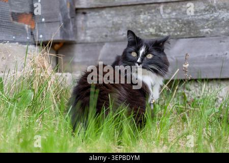 black and white cat standing in tall grass near rustic wooden shed Stock Photo