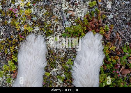 close up of fluffy dog paws on arctic tundra vegetation in lapland wilderness Stock Photo