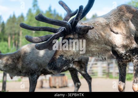 Close view of reindeer with broad antlers and shaggy fur standing in natural outdoor enclosure with another animal blurred in the background and soft Stock Photo