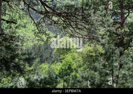 Beautiful view of summer woodland treetops through a natural frame. Dense green forest canopy framed by pine tree branches. Stock Photo