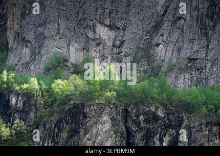 Detailed texture of a steep gray stone mountain wall with a strip of vibrant green summer trees, natural rock background .  Vibrant green foliage cont Stock Photo