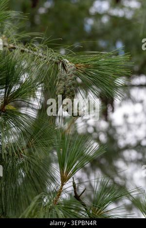 Closeup of new growing cones on the Pinus wallichiana tree, a coniferous evergreen tree, also known as Bhutan pine, blue pine, Himalaya white pine Stock Photo