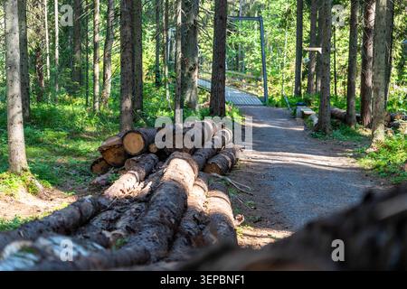 Quiet woodland scene with cut tree trunks stacked along dirt trail tall pine trees, green undergrowth and bright sunlight filtering through the forest Stock Photo