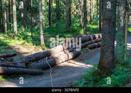 Cut lie beside narrow dirt path in green conifer forest with tall tree trunks mossy ground and bright natural sunlight filtering through canopy Stock Photo