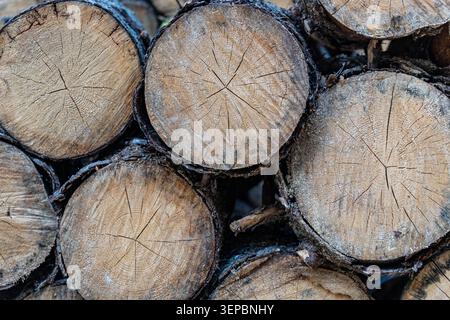 Close view of stacked cut tree trunks showing circular cross sections cracked growth rings rough bark edges and natural wood texture in rustic outdoor Stock Photo