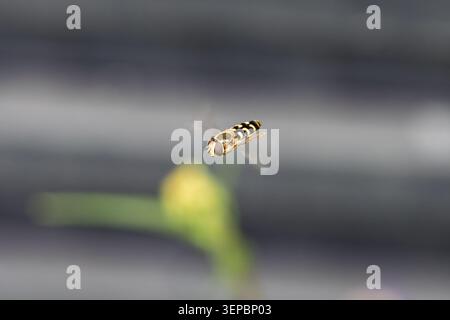 Close-up of a yellow-and-black hoverfly captured mid-flight against a soft, blurred background. The insect's striped abdomen and patterned head are sh Stock Photo